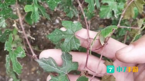 野葡萄藤：天然抗癌宝库的奥秘与利用