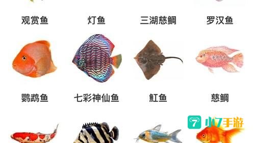 宠物图鉴