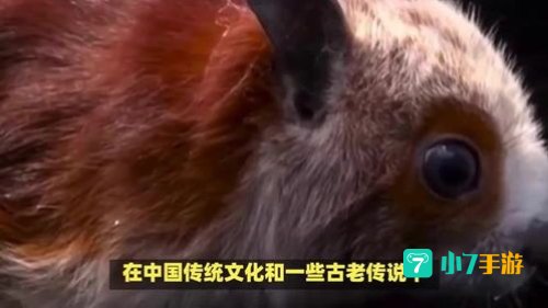 飞天鼠